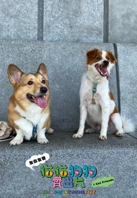 Cat Video Fest HK 2026 (Cat & Dog)